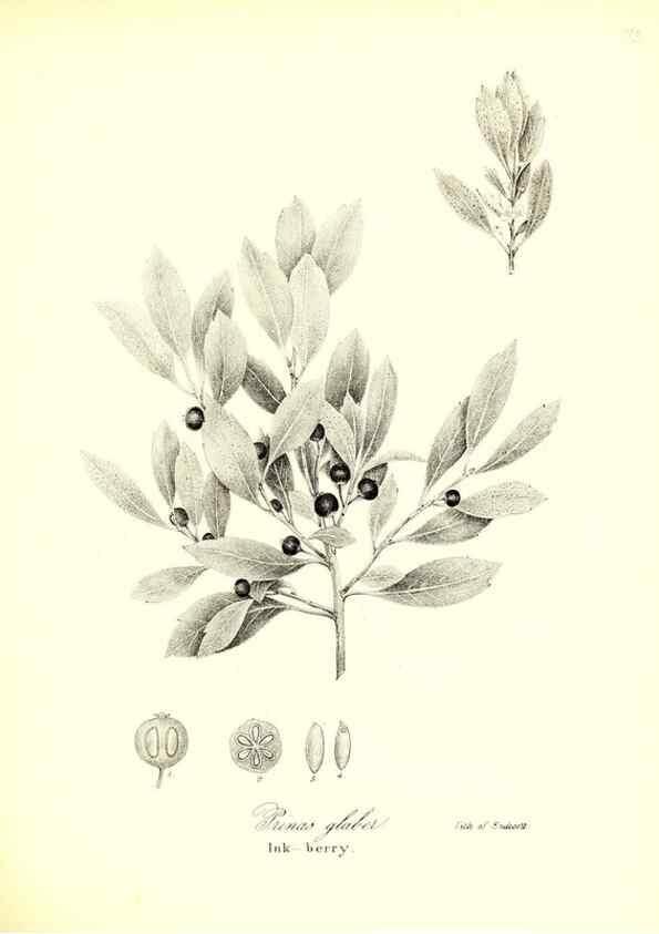 Reproducción/Reproduction 49123115512: A flora of the State of New-York, comprising full descriptions of all the indigenous and naturalized plants hitherto discovered in the state;. Albany,Carroll and Cook, Printers to the Assembly,1843.. 