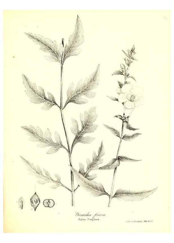 Reproducción/Reproduction 49122426533: A flora of the State of New-York, comprising full descriptions of all the indigenous and naturalized plants hitherto discovered in the state;. Albany,Carroll and Cook, Printers to the Assembly,1843.. 