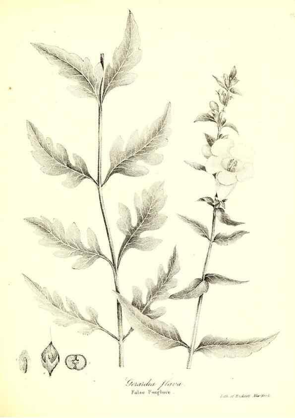 Reproducción/Reproduction 49122426533: A flora of the State of New-York, comprising full descriptions of all the indigenous and naturalized plants hitherto discovered in the state;. Albany,Carroll and Cook, Printers to the Assembly,1843.. 