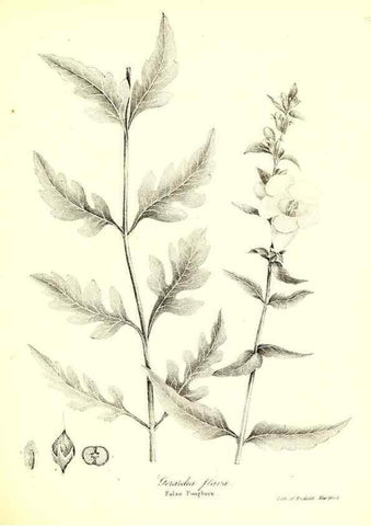 Reproducción/Reproduction 49122426533: A flora of the State of New-York, comprising full descriptions of all the indigenous and naturalized plants hitherto discovered in the state;. Albany,Carroll and Cook, Printers to the Assembly,1843.. 