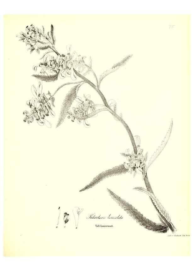 Reproducción/Reproduction 49123116162: A flora of the State of New-York, comprising full descriptions of all the indigenous and naturalized plants hitherto discovered in the state;. Albany,Carroll and Cook, Printers to the Assembly,1843.. 