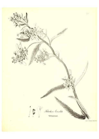 Reproducción/Reproduction 49123116162: A flora of the State of New-York, comprising full descriptions of all the indigenous and naturalized plants hitherto discovered in the state;. Albany,Carroll and Cook, Printers to the Assembly,1843.. 
