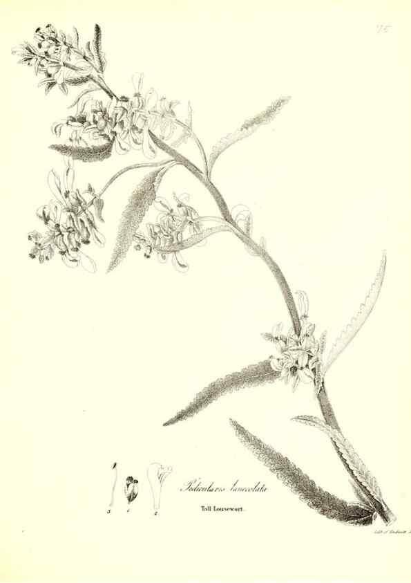Reproducción/Reproduction 49123116162: A flora of the State of New-York, comprising full descriptions of all the indigenous and naturalized plants hitherto discovered in the state;. Albany,Carroll and Cook, Printers to the Assembly,1843.. 
