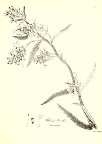 Reproducción/Reproduction 49123116162: A flora of the State of New-York, comprising full descriptions of all the indigenous and naturalized plants hitherto discovered in the state;. Albany,Carroll and Cook, Printers to the Assembly,1843.. 