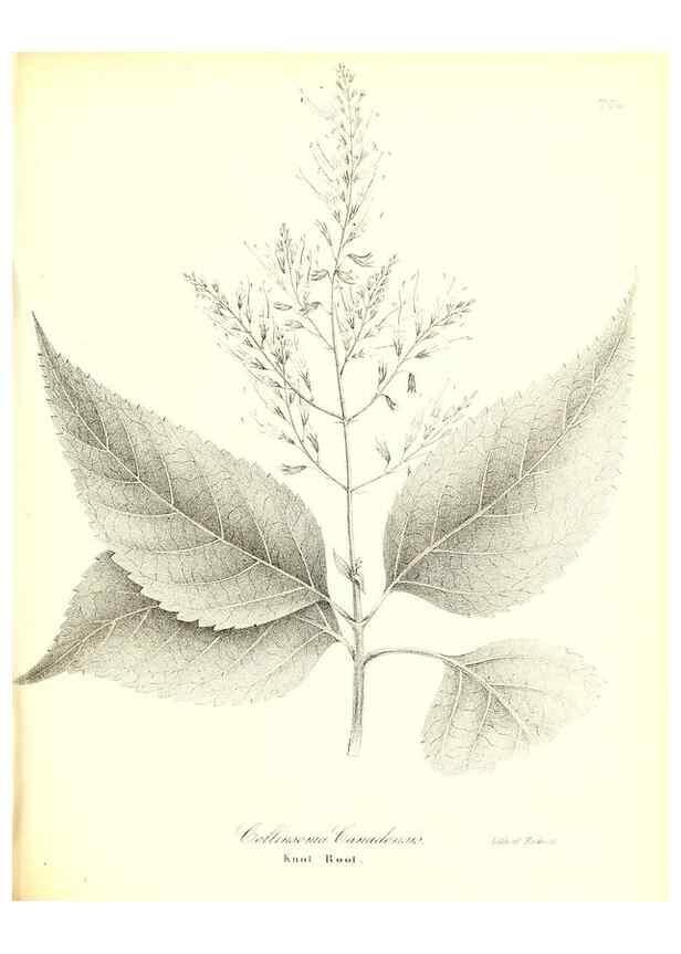 Reproducción/Reproduction 49123116507: A flora of the State of New-York, comprising full descriptions of all the indigenous and naturalized plants hitherto discovered in the state;. Albany,Carroll and Cook, Printers to the Assembly,1843.. 