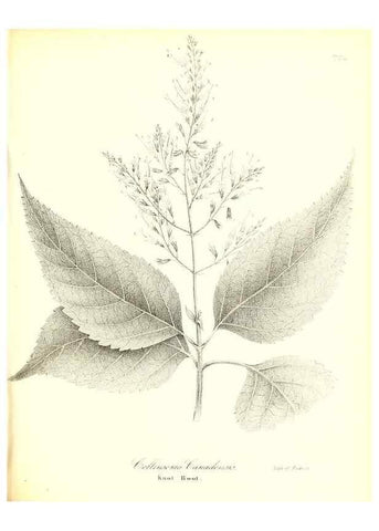Reproducción/Reproduction 49123116507: A flora of the State of New-York, comprising full descriptions of all the indigenous and naturalized plants hitherto discovered in the state;. Albany,Carroll and Cook, Printers to the Assembly,1843.. 