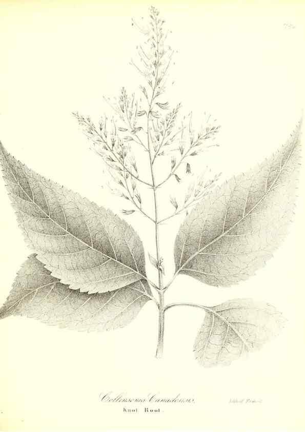 Reproducción/Reproduction 49123116507: A flora of the State of New-York, comprising full descriptions of all the indigenous and naturalized plants hitherto discovered in the state;. Albany,Carroll and Cook, Printers to the Assembly,1843.. 