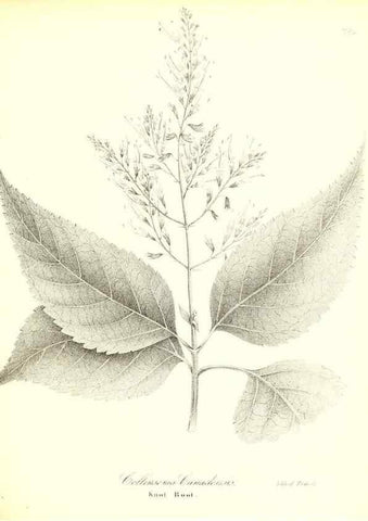 Reproducción/Reproduction 49123116507: A flora of the State of New-York, comprising full descriptions of all the indigenous and naturalized plants hitherto discovered in the state;. Albany,Carroll and Cook, Printers to the Assembly,1843.. 