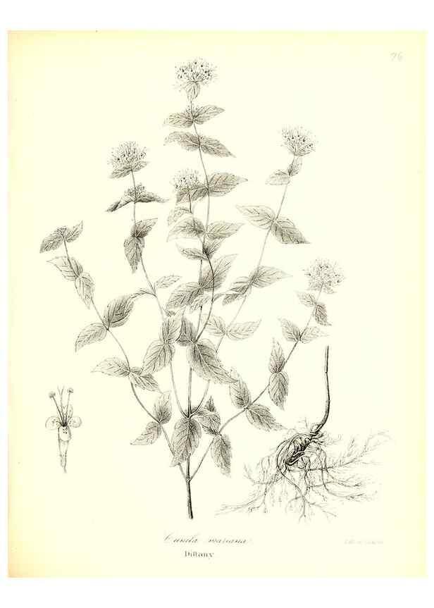 Reproducción/Reproduction 49123116882: A flora of the State of New-York, comprising full descriptions of all the indigenous and naturalized plants hitherto discovered in the state;. Albany,Carroll and Cook, Printers to the Assembly,1843.. 