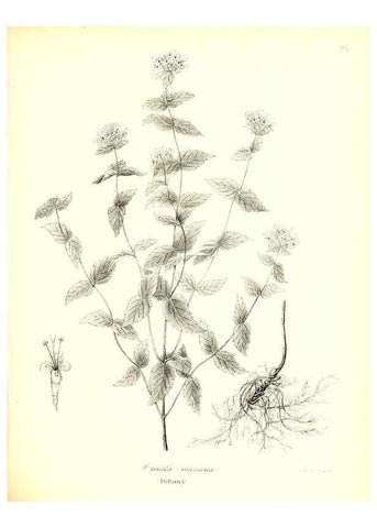 Reproducción/Reproduction 49123116882: A flora of the State of New-York, comprising full descriptions of all the indigenous and naturalized plants hitherto discovered in the state;. Albany,Carroll and Cook, Printers to the Assembly,1843.. 
