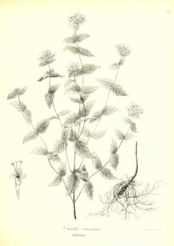 Reproducción/Reproduction 49123116882: A flora of the State of New-York, comprising full descriptions of all the indigenous and naturalized plants hitherto discovered in the state;. Albany,Carroll and Cook, Printers to the Assembly,1843.. 