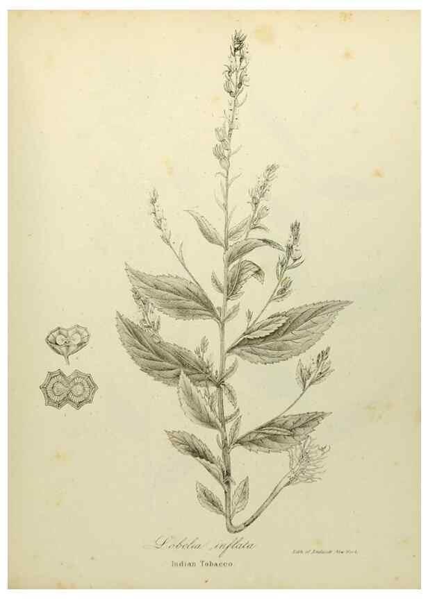 Reproducción/Reproduction 49122153618: A flora of the State of New-York, comprising full descriptions of all the indigenous and naturalized plants hitherto discovered in the state;. Albany,Carroll and Cook, Printers to the Assembly,1843.. 