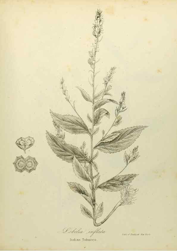 Reproducción/Reproduction 49122153618: A flora of the State of New-York, comprising full descriptions of all the indigenous and naturalized plants hitherto discovered in the state;. Albany,Carroll and Cook, Printers to the Assembly,1843.. 