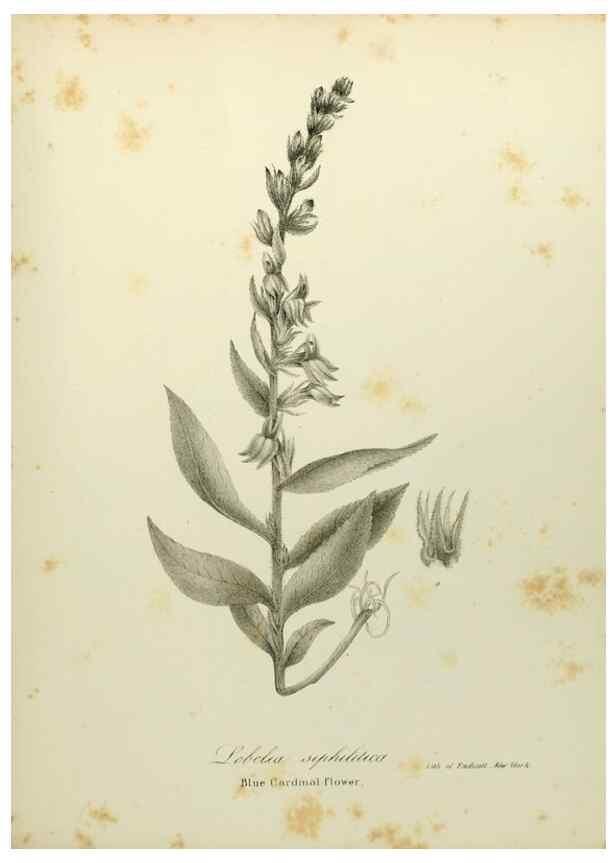 Reproducción/Reproduction 49122655576: A flora of the State of New-York, comprising full descriptions of all the indigenous and naturalized plants hitherto discovered in the state;. Albany,Carroll and Cook, Printers to the Assembly,1843.. 