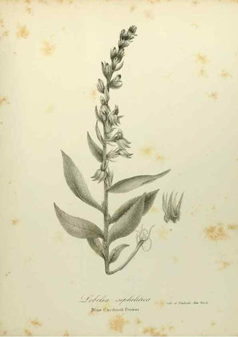 Reproducción/Reproduction 49122655576: A flora of the State of New-York, comprising full descriptions of all the indigenous and naturalized plants hitherto discovered in the state;. Albany,Carroll and Cook, Printers to the Assembly,1843.. 