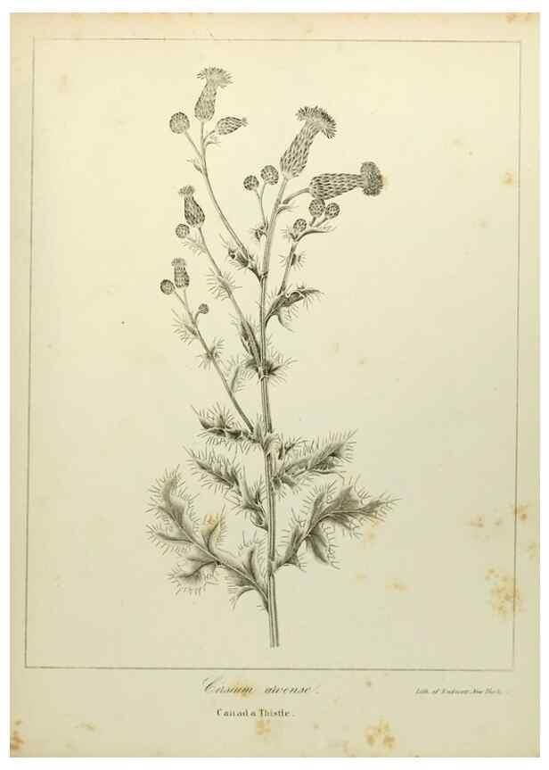 Reproducción/Reproduction 49122153008: A flora of the State of New-York, comprising full descriptions of all the indigenous and naturalized plants hitherto discovered in the state;. Albany,Carroll and Cook, Printers to the Assembly,1843.. 