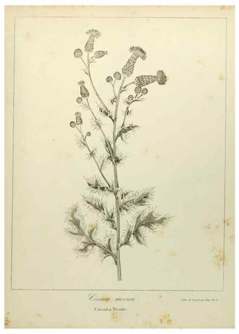 Reproducción/Reproduction 49122153008: A flora of the State of New-York, comprising full descriptions of all the indigenous and naturalized plants hitherto discovered in the state;. Albany,Carroll and Cook, Printers to the Assembly,1843.. 