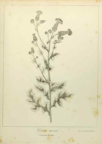 Reproducción/Reproduction 49122153008: A flora of the State of New-York, comprising full descriptions of all the indigenous and naturalized plants hitherto discovered in the state;. Albany,Carroll and Cook, Printers to the Assembly,1843.. 