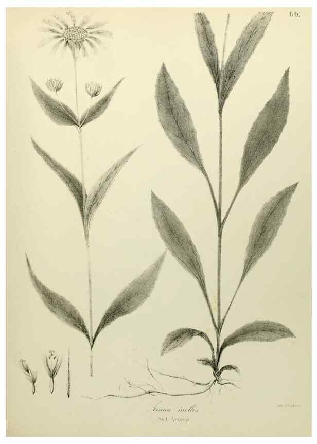 Reproducción/Reproduction 49122842327: A flora of the State of New-York, comprising full descriptions of all the indigenous and naturalized plants hitherto discovered in the state;. Albany,Carroll and Cook, Printers to the Assembly,1843.. 