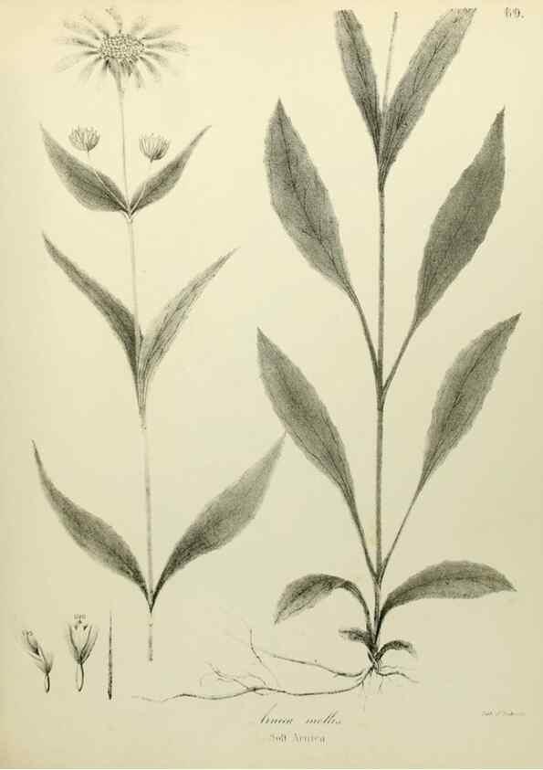 Reproducción/Reproduction 49122842327: A flora of the State of New-York, comprising full descriptions of all the indigenous and naturalized plants hitherto discovered in the state;. Albany,Carroll and Cook, Printers to the Assembly,1843.. 