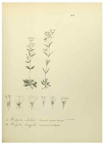 Reproducción/Reproduction 49122649506: A flora of the State of New-York, comprising full descriptions of all the indigenous and naturalized plants hitherto discovered in the state;. Albany,Carroll and Cook, Printers to the Assembly,1843.. 
