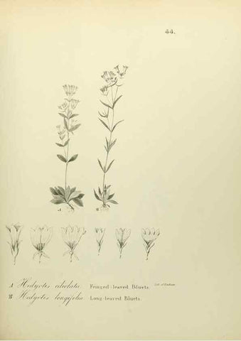Reproducción/Reproduction 49122649506: A flora of the State of New-York, comprising full descriptions of all the indigenous and naturalized plants hitherto discovered in the state;. Albany,Carroll and Cook, Printers to the Assembly,1843.. 