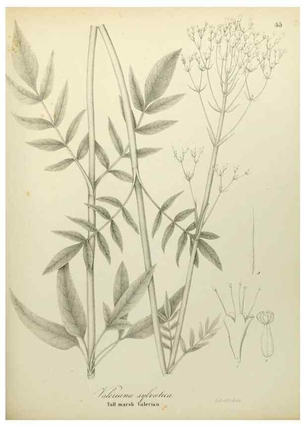 Reproducción/Reproduction 49122147383: A flora of the State of New-York, comprising full descriptions of all the indigenous and naturalized plants hitherto discovered in the state;. Albany,Carroll and Cook, Printers to the Assembly,1843.. 