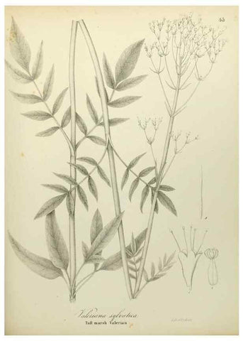 Reproducción/Reproduction 49122147383: A flora of the State of New-York, comprising full descriptions of all the indigenous and naturalized plants hitherto discovered in the state;. Albany,Carroll and Cook, Printers to the Assembly,1843.. 