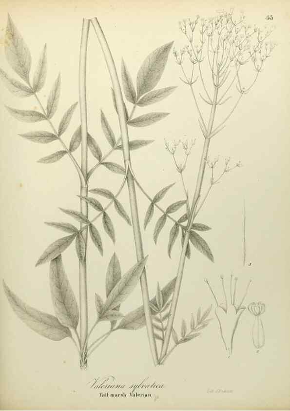 Reproducción/Reproduction 49122147383: A flora of the State of New-York, comprising full descriptions of all the indigenous and naturalized plants hitherto discovered in the state;. Albany,Carroll and Cook, Printers to the Assembly,1843.. 