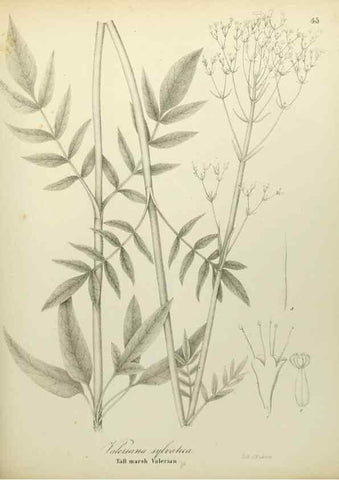 Reproducción/Reproduction 49122147383: A flora of the State of New-York, comprising full descriptions of all the indigenous and naturalized plants hitherto discovered in the state;. Albany,Carroll and Cook, Printers to the Assembly,1843.. 