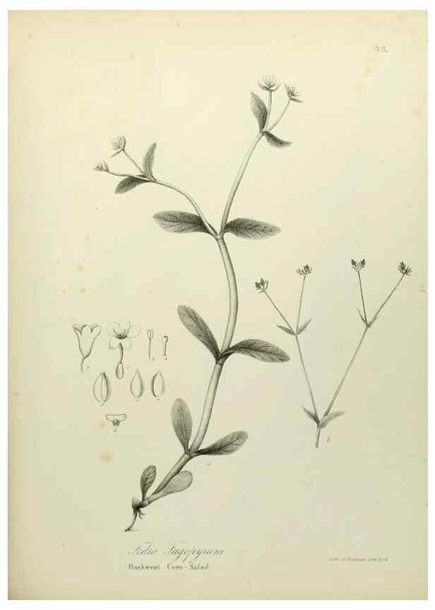 Reproducción/Reproduction 49122147783: A flora of the State of New-York, comprising full descriptions of all the indigenous and naturalized plants hitherto discovered in the state;. Albany,Carroll and Cook, Printers to the Assembly,1843.. 