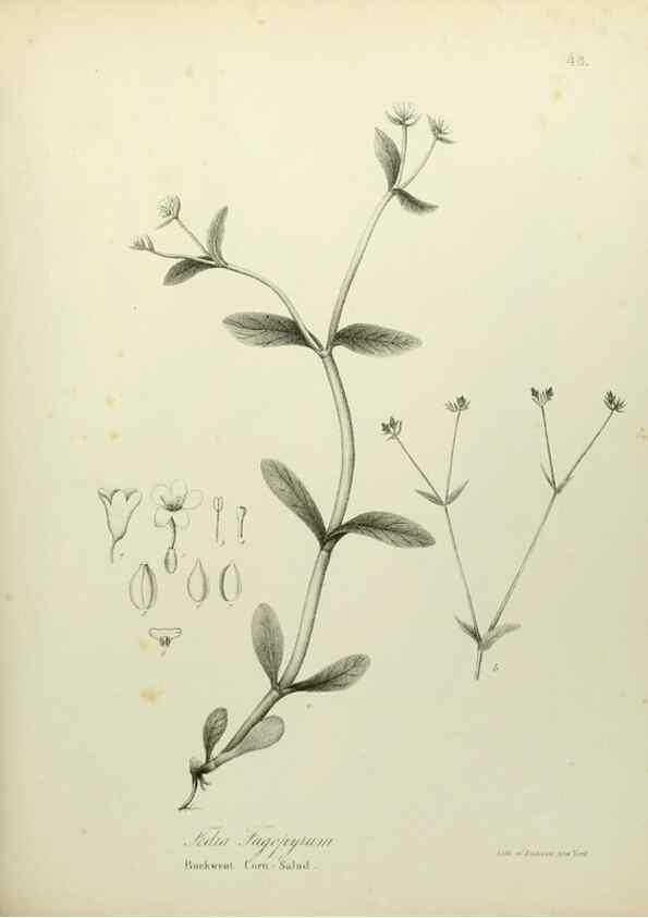 Reproducción/Reproduction 49122147783: A flora of the State of New-York, comprising full descriptions of all the indigenous and naturalized plants hitherto discovered in the state;. Albany,Carroll and Cook, Printers to the Assembly,1843.. 