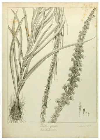 Reproducción/Reproduction 49122148133: A flora of the State of New-York, comprising full descriptions of all the indigenous and naturalized plants hitherto discovered in the state;. Albany,Carroll and Cook, Printers to the Assembly,1843.. 