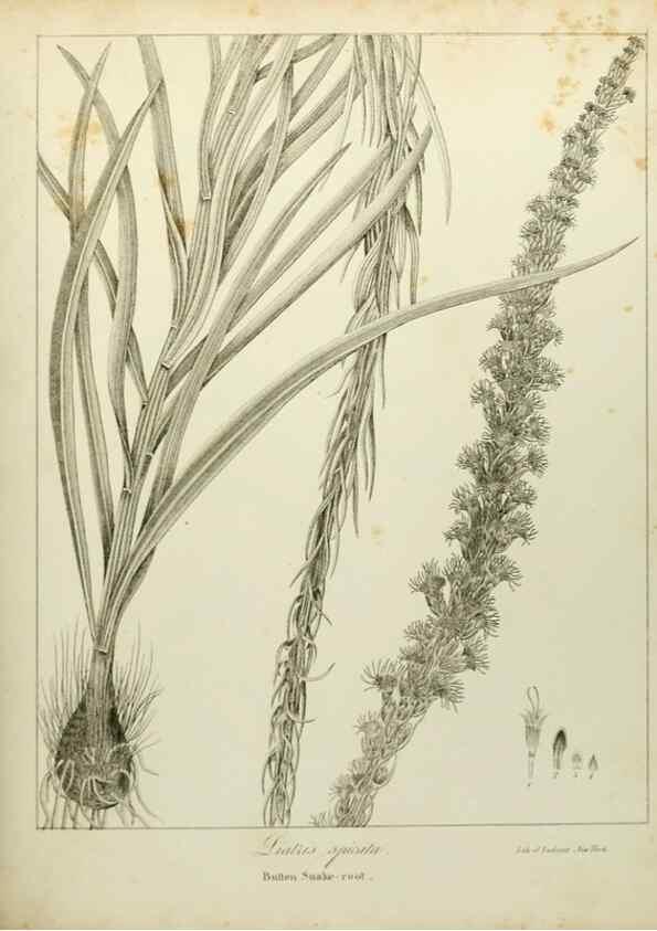 Reproducción/Reproduction 49122148133: A flora of the State of New-York, comprising full descriptions of all the indigenous and naturalized plants hitherto discovered in the state;. Albany,Carroll and Cook, Printers to the Assembly,1843.. 