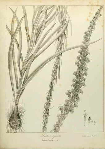 Reproducción/Reproduction 49122148133: A flora of the State of New-York, comprising full descriptions of all the indigenous and naturalized plants hitherto discovered in the state;. Albany,Carroll and Cook, Printers to the Assembly,1843.. 