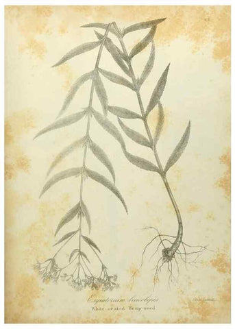 Reproducción/Reproduction 49122838112: A flora of the State of New-York, comprising full descriptions of all the indigenous and naturalized plants hitherto discovered in the state;. Albany,Carroll and Cook, Printers to the Assembly,1843.. 
