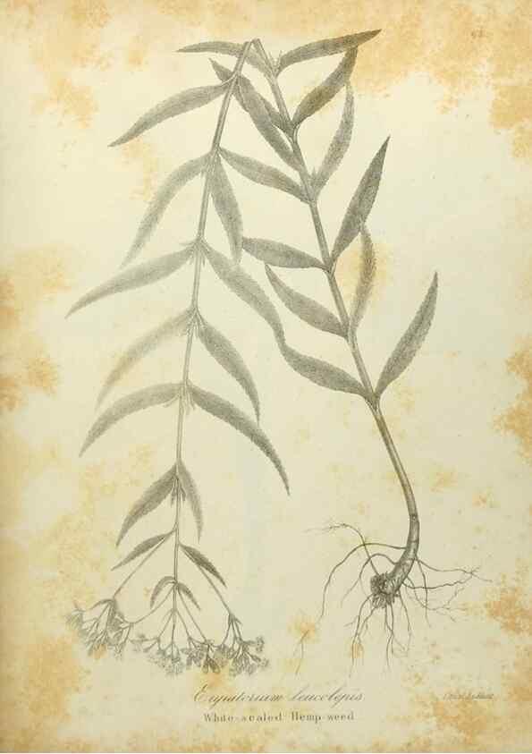 Reproducción/Reproduction 49122838112: A flora of the State of New-York, comprising full descriptions of all the indigenous and naturalized plants hitherto discovered in the state;. Albany,Carroll and Cook, Printers to the Assembly,1843.. 