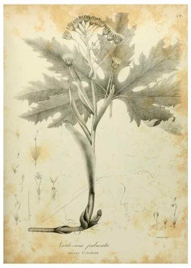 Reproducción/Reproduction 49122148918: A flora of the State of New-York, comprising full descriptions of all the indigenous and naturalized plants hitherto discovered in the state;. Albany,Carroll and Cook, Printers to the Assembly,1843.. 