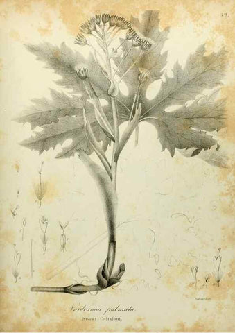 Reproducción/Reproduction 49122148918: A flora of the State of New-York, comprising full descriptions of all the indigenous and naturalized plants hitherto discovered in the state;. Albany,Carroll and Cook, Printers to the Assembly,1843.. 