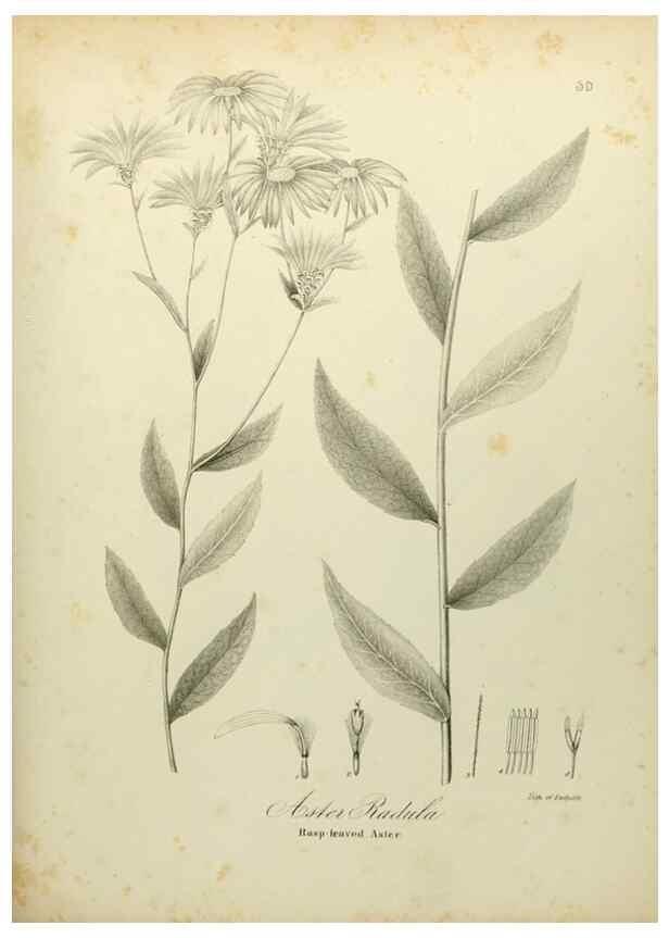 Reproducción/Reproduction 49122149338: A flora of the State of New-York, comprising full descriptions of all the indigenous and naturalized plants hitherto discovered in the state;. Albany,Carroll and Cook, Printers to the Assembly,1843.. 