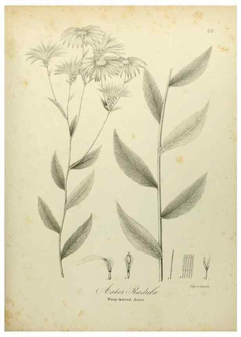 Reproducción/Reproduction 49122149338: A flora of the State of New-York, comprising full descriptions of all the indigenous and naturalized plants hitherto discovered in the state;. Albany,Carroll and Cook, Printers to the Assembly,1843.. 