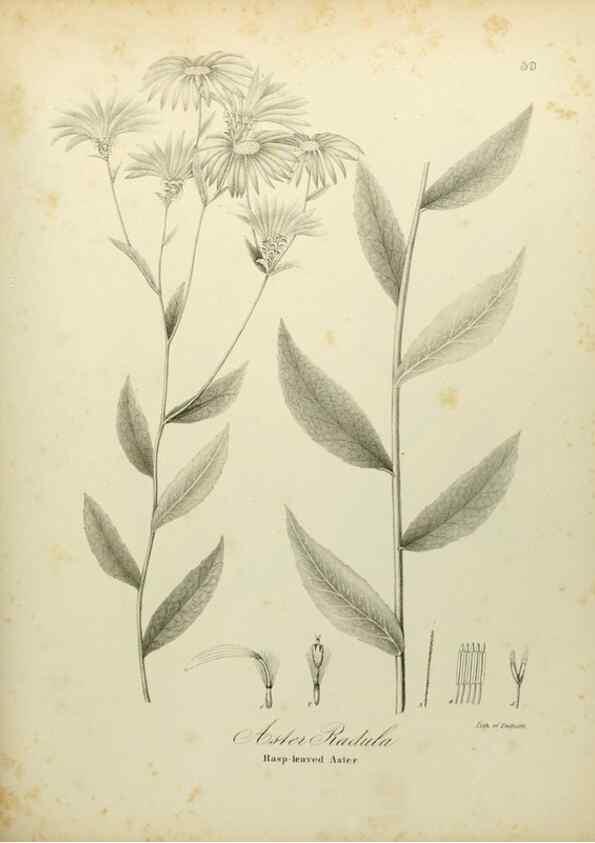 Reproducción/Reproduction 49122149338: A flora of the State of New-York, comprising full descriptions of all the indigenous and naturalized plants hitherto discovered in the state;. Albany,Carroll and Cook, Printers to the Assembly,1843.. 