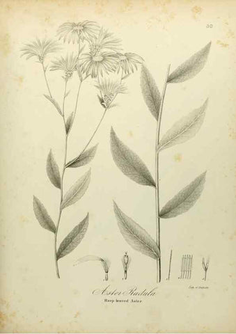 Reproducción/Reproduction 49122149338: A flora of the State of New-York, comprising full descriptions of all the indigenous and naturalized plants hitherto discovered in the state;. Albany,Carroll and Cook, Printers to the Assembly,1843.. 
