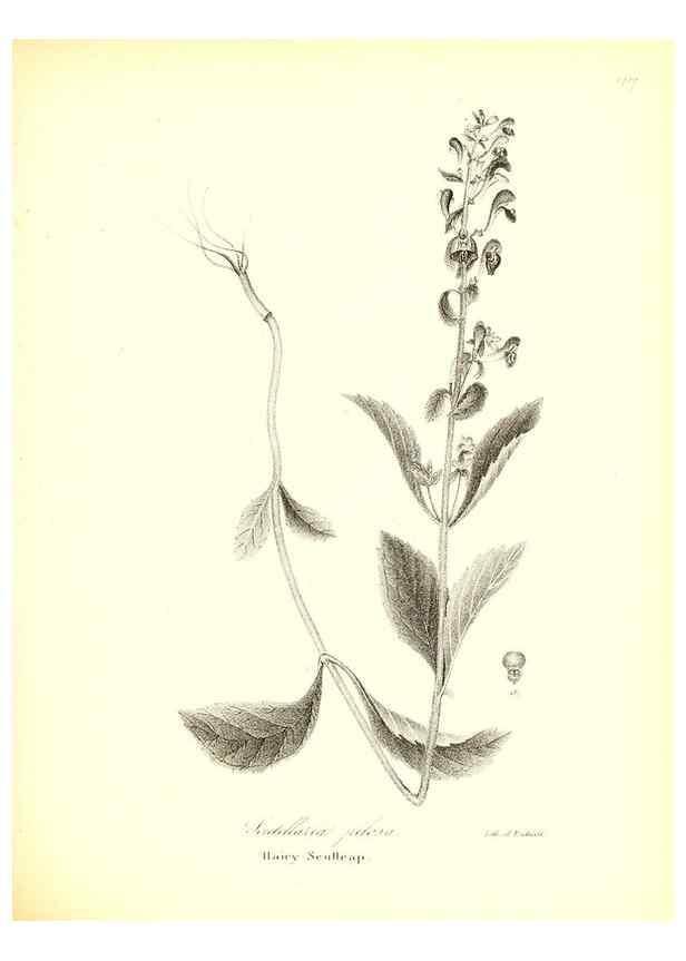 Reproducción/Reproduction 49122427778: A flora of the State of New-York, comprising full descriptions of all the indigenous and naturalized plants hitherto discovered in the state;. Albany,Carroll and Cook, Printers to the Assembly,1843.. 
