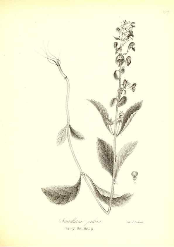 Reproducción/Reproduction 49122427778: A flora of the State of New-York, comprising full descriptions of all the indigenous and naturalized plants hitherto discovered in the state;. Albany,Carroll and Cook, Printers to the Assembly,1843.. 