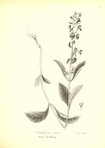 Reproducción/Reproduction 49122427778: A flora of the State of New-York, comprising full descriptions of all the indigenous and naturalized plants hitherto discovered in the state;. Albany,Carroll and Cook, Printers to the Assembly,1843.. 