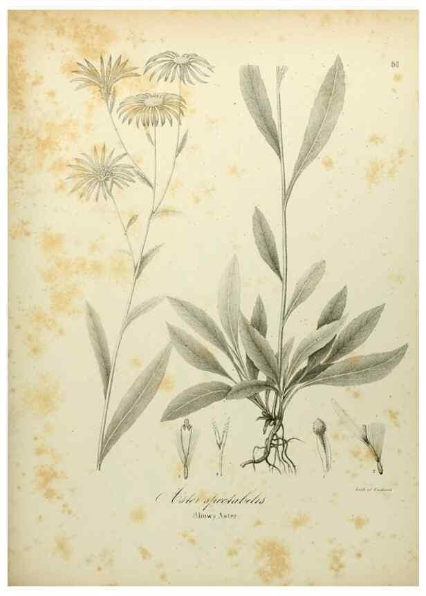 Reproducción/Reproduction 49122149693: A flora of the State of New-York, comprising full descriptions of all the indigenous and naturalized plants hitherto discovered in the state;. Albany,Carroll and Cook, Printers to the Assembly,1843.. 