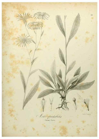Reproducción/Reproduction 49122149693: A flora of the State of New-York, comprising full descriptions of all the indigenous and naturalized plants hitherto discovered in the state;. Albany,Carroll and Cook, Printers to the Assembly,1843.. 