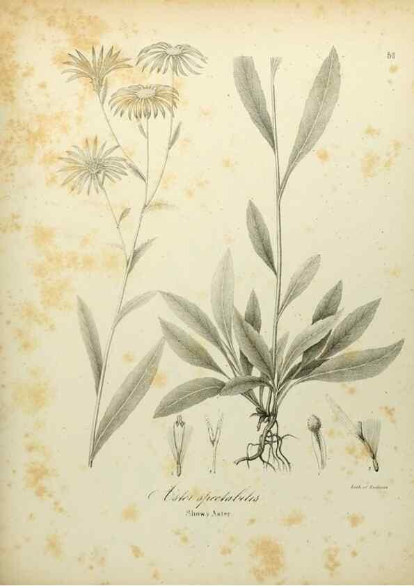 Reproducción/Reproduction 49122149693: A flora of the State of New-York, comprising full descriptions of all the indigenous and naturalized plants hitherto discovered in the state;. Albany,Carroll and Cook, Printers to the Assembly,1843.. 
