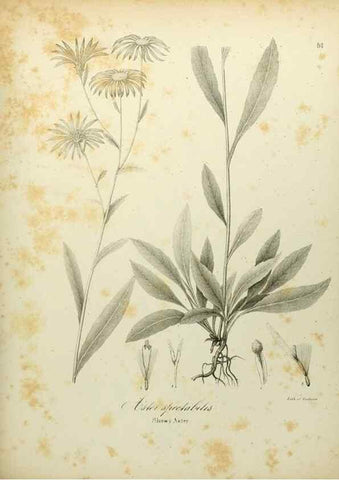 Reproducción/Reproduction 49122149693: A flora of the State of New-York, comprising full descriptions of all the indigenous and naturalized plants hitherto discovered in the state;. Albany,Carroll and Cook, Printers to the Assembly,1843.. 